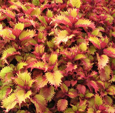 COLEUS HENNA