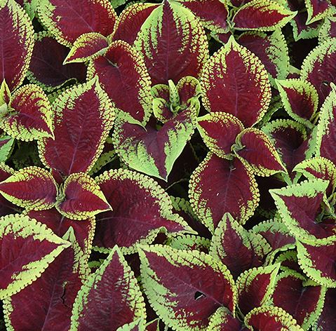 COLEUS KONG JR SCARLET