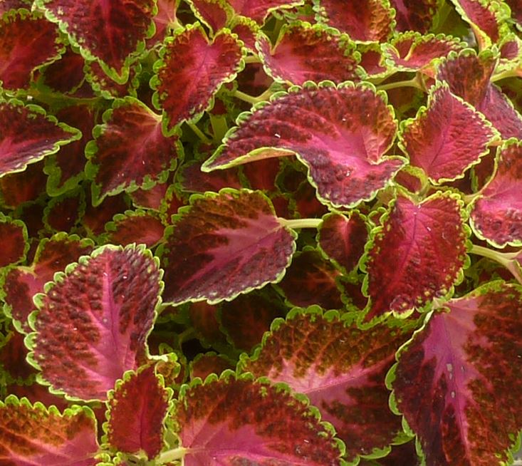 COLEUS PARTYTIME PINK BERRY