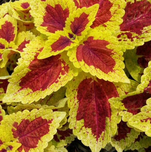 COLEUS STAINED GLASSWORKS RASPBERRY TART