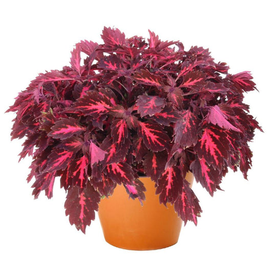 COLEUS STAINED GLASSWORKS ROYALTY