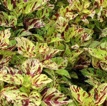 COLEUS WIZARD MOSAIC