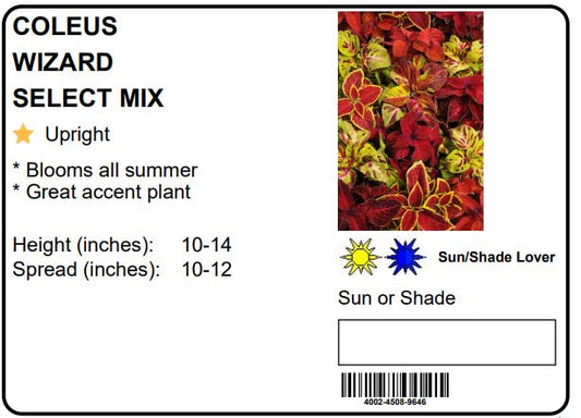COLEUS WIZARD SELECT MIX - 8" HANGING BASKET