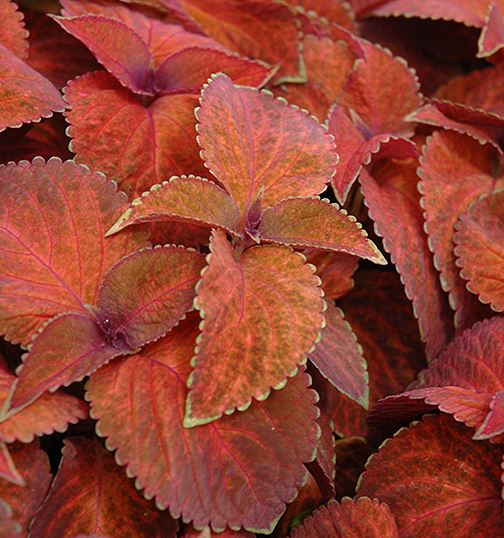 COLEUS WIZARD SUN SUNSET