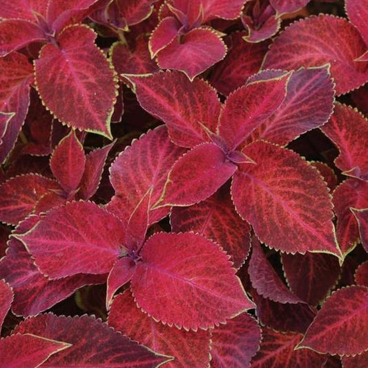 COLEUS WIZARD SUN VELVET RED