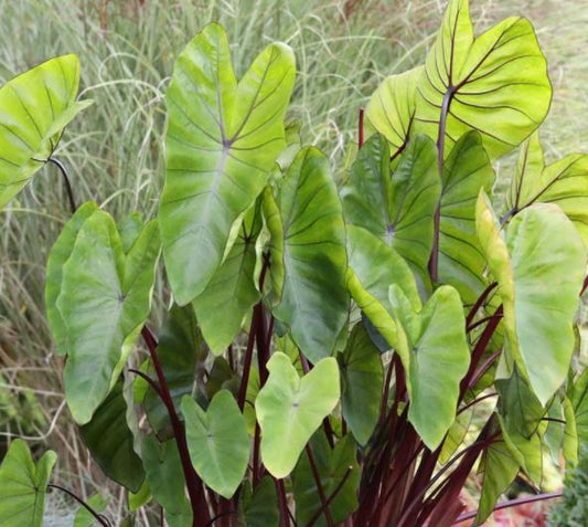 COLOCASIA HAWAIIAN PUNCH