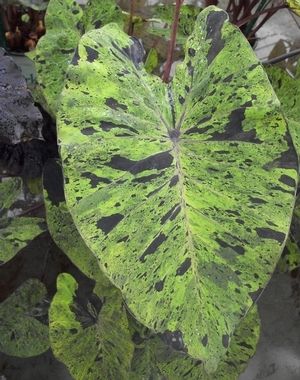 COLOCASIA 'MOJITO'