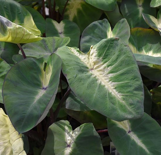 COLOCASIA 'TROPICAL STORM'