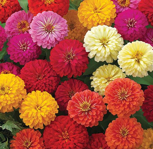 ZINNIA DREAMLAND MIXED