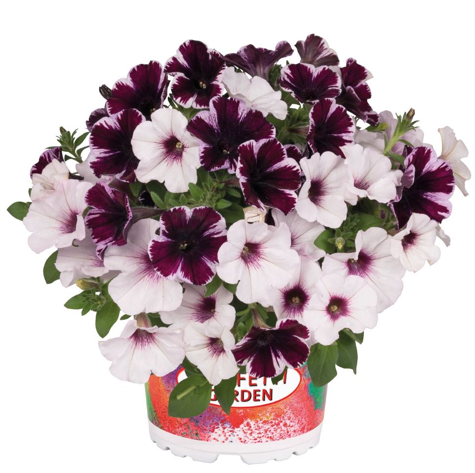 COMBO MARVELOUS ORCHID - 10" HANGING BASKET