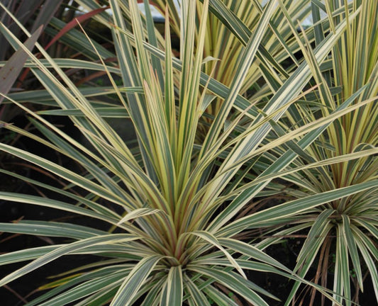 CORDYLINE 'TORBAY DAZZLER'