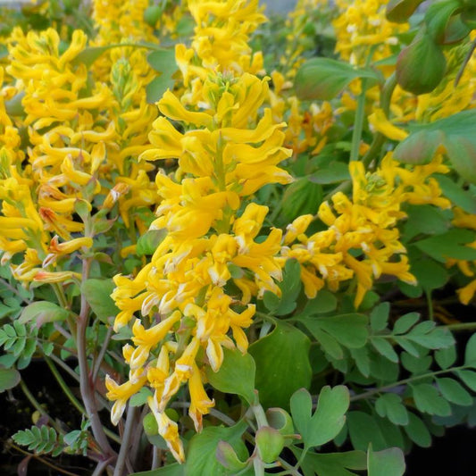 Corydalis 'Canary Feathers'