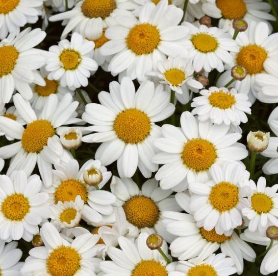 DAISY MADEIRA WHITE