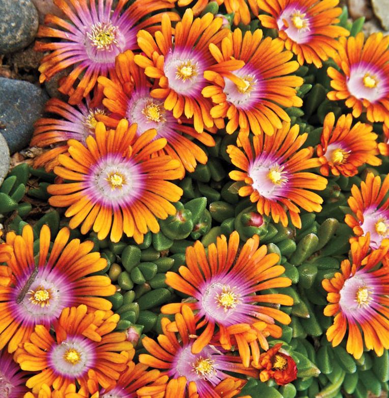 Delosperma 'Fire Spinner'