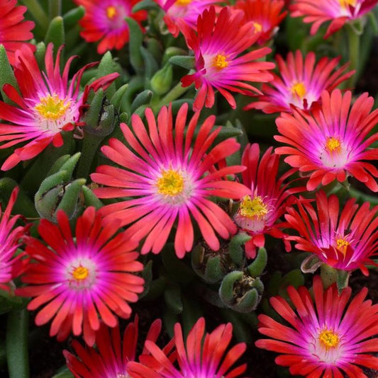 DELOSPERMA JEWEL OF THE DESERT GARNET