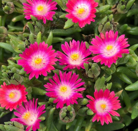 DELOSPERMA JEWEL OF THE DESERT AMETHYST - QUART POT