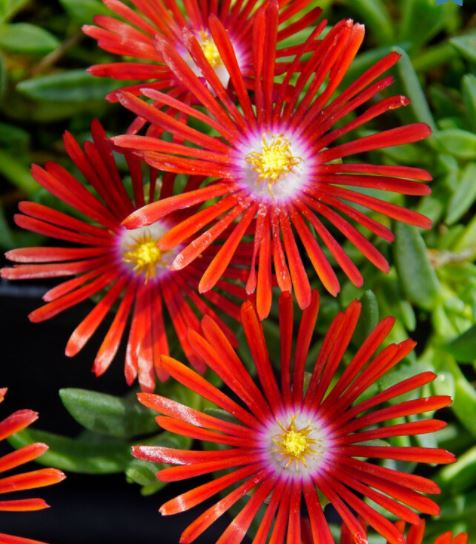 Delosperma 'Red Mountain Flame'