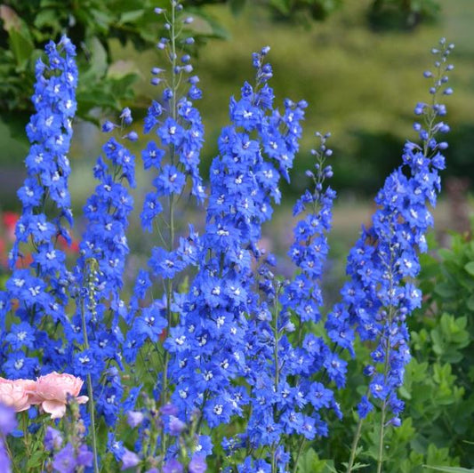 DELPHINIUM BLUE BUTTERFLY