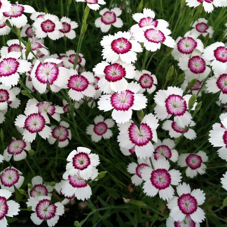 DIANTHUS ARCTIC FIRE