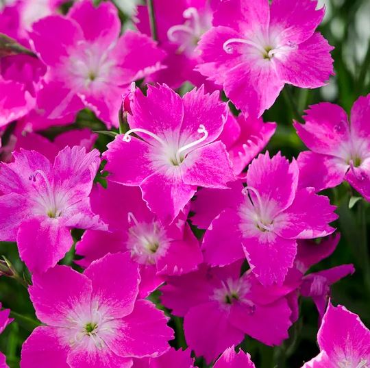 Dianthus Kahori® 'Pink Border'