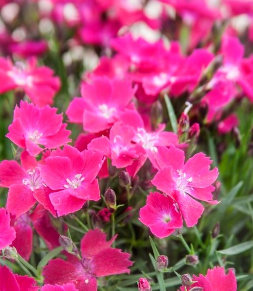 Dianthus Beauties® Kahori® 'Scarlet'