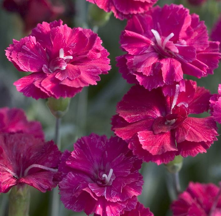 Dianthus grat. 'Frosty Fire'