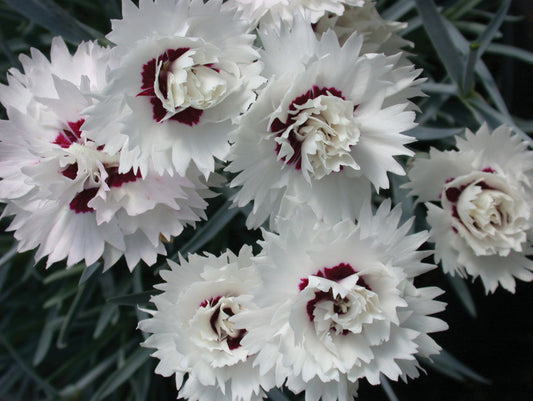 DIANTHUS SILVER STAR