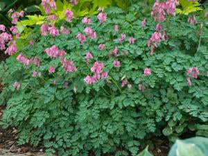 Dicentra formosa 'King of Hearts'