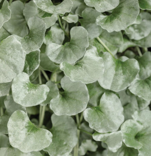 DICHONDRA SILVER FALLS