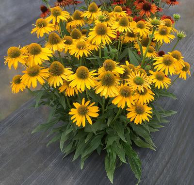 ECHINACEA 'KISMET YELLOW'