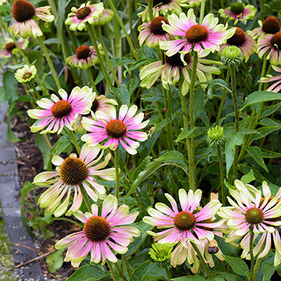 ECHINACEA PURPUREA GREEN TWISTER