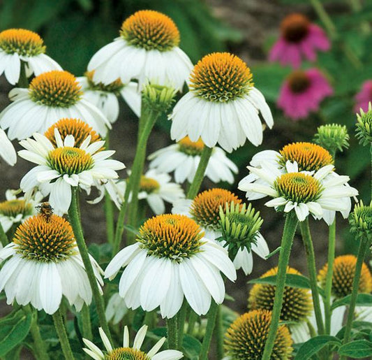 ECHINACEA POW WOW WHITE