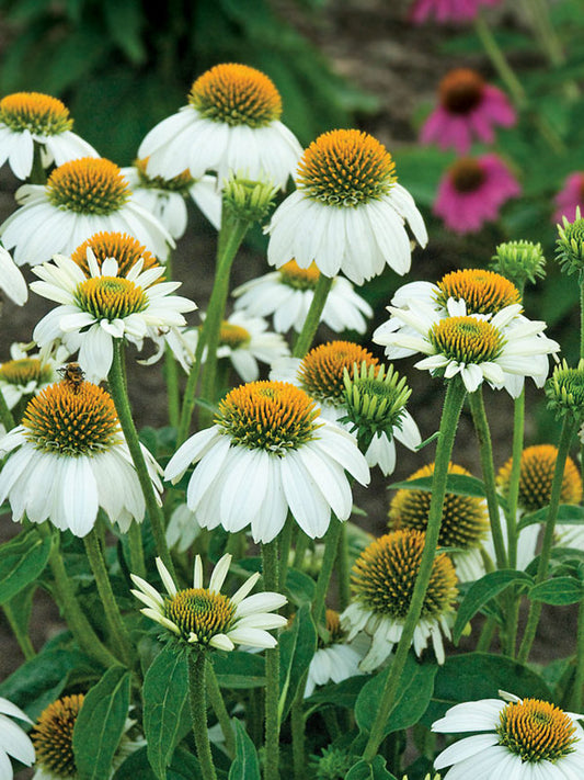 Echinacea purpurea 'PowWow White'