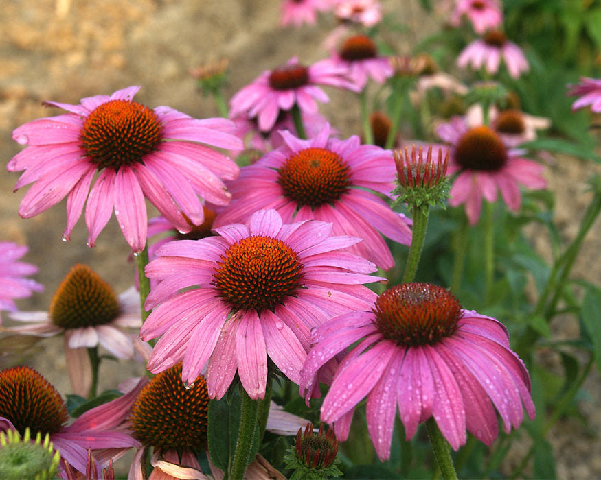 Echinacea pur. 'Prairie Splendor'