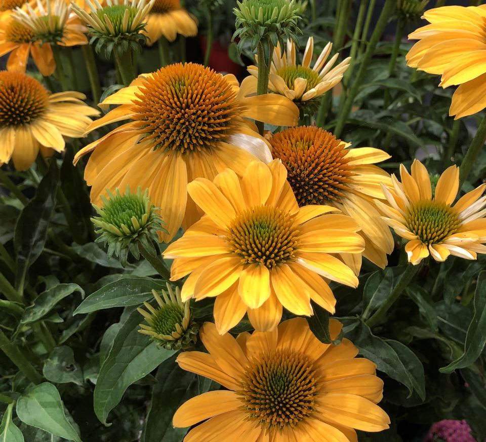 ECHINACEA SOMBRERO GRANADA GOLD