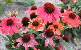 Echinacea Sombrero™ 'Hot Coral'
