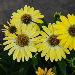 ECHINACEA SOMBRERO SUMMER SOLSTICE