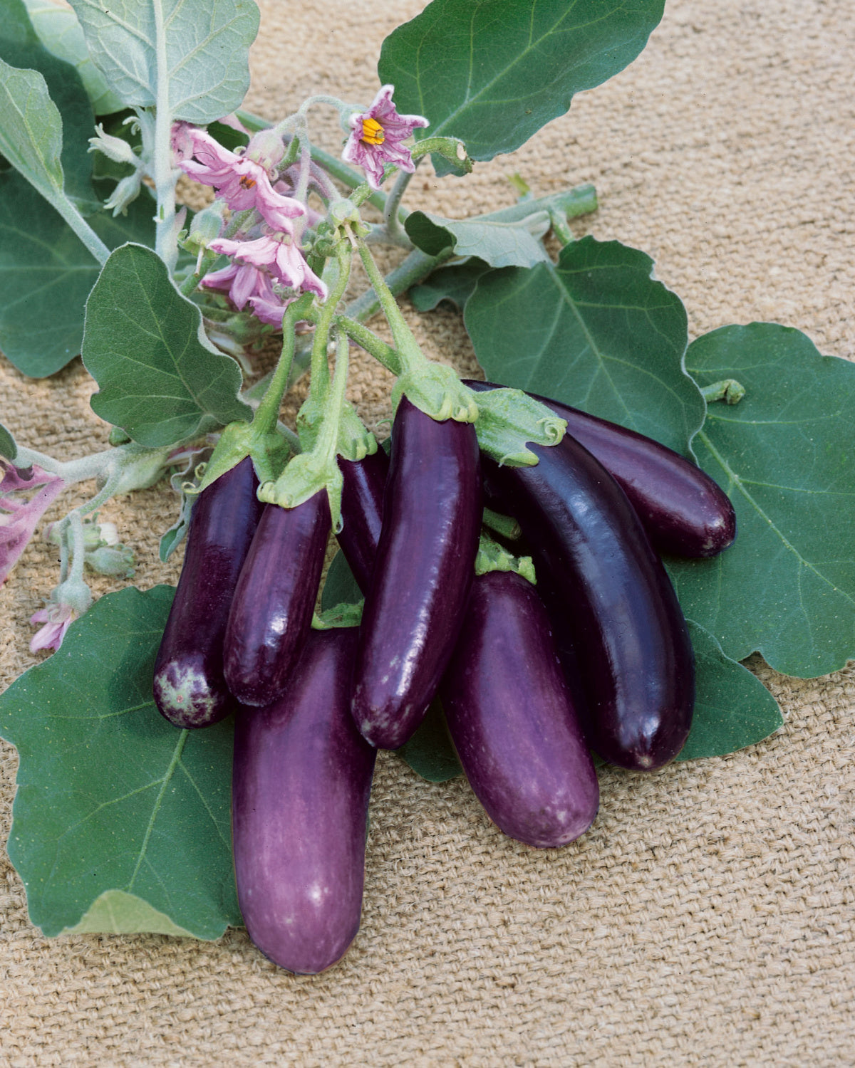 EGGPLANT LITTLE FINGERS - 4" POT