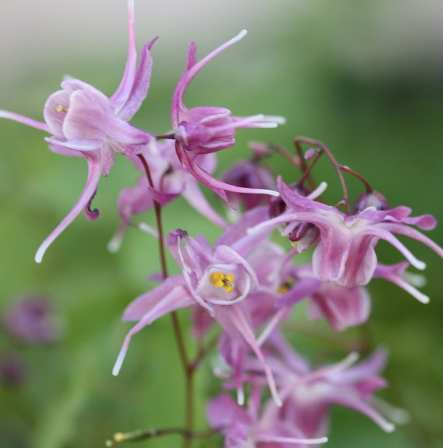 EPIMEDIUM GR. 'LILAFEE'