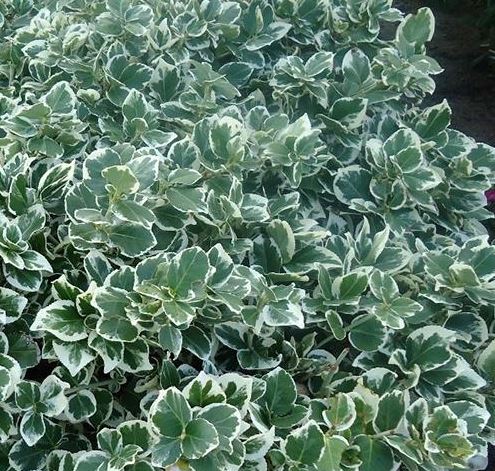 Euonymus for. 'Emerald Gaiety'