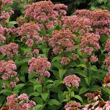 Eutrochium dub. 'Little Joe'