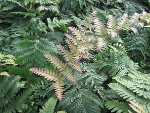 Fern Dryopteris 'Brilliance' - Autumn