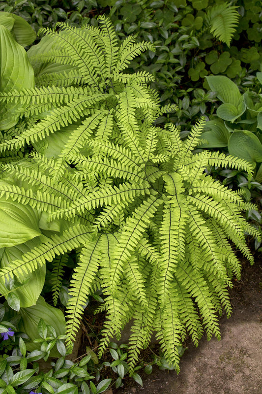 Fern - Dragontail