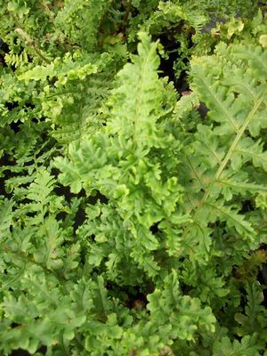 Fern - Parsley