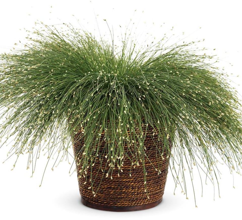 Cernuous FIBRE OPTIC PLANT SCIRPUS CERNUOUS - QUART POT – Deneweth's Garden Center