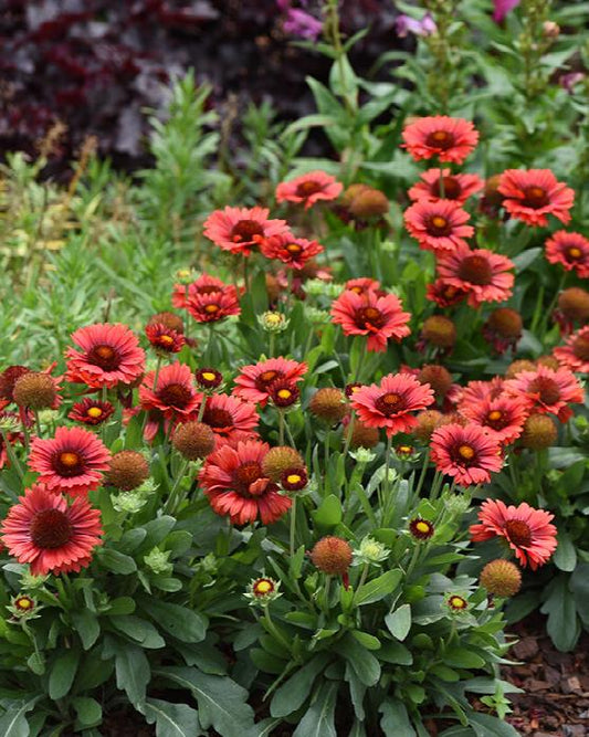 Gaillardia aristata SpinTop™ 'Red'