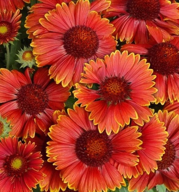 Gaillardia aristata SpinTop™ 'Yellow Touch'