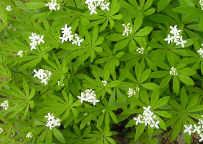 Galium odor. (Sweet Woodruff)