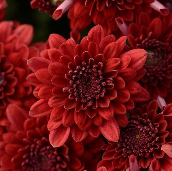 GARDEN MUMS MAJESTY RED - 12'' POT