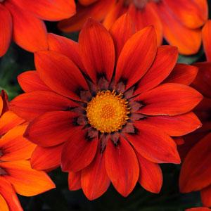 GAZANIA NEW DAY RED